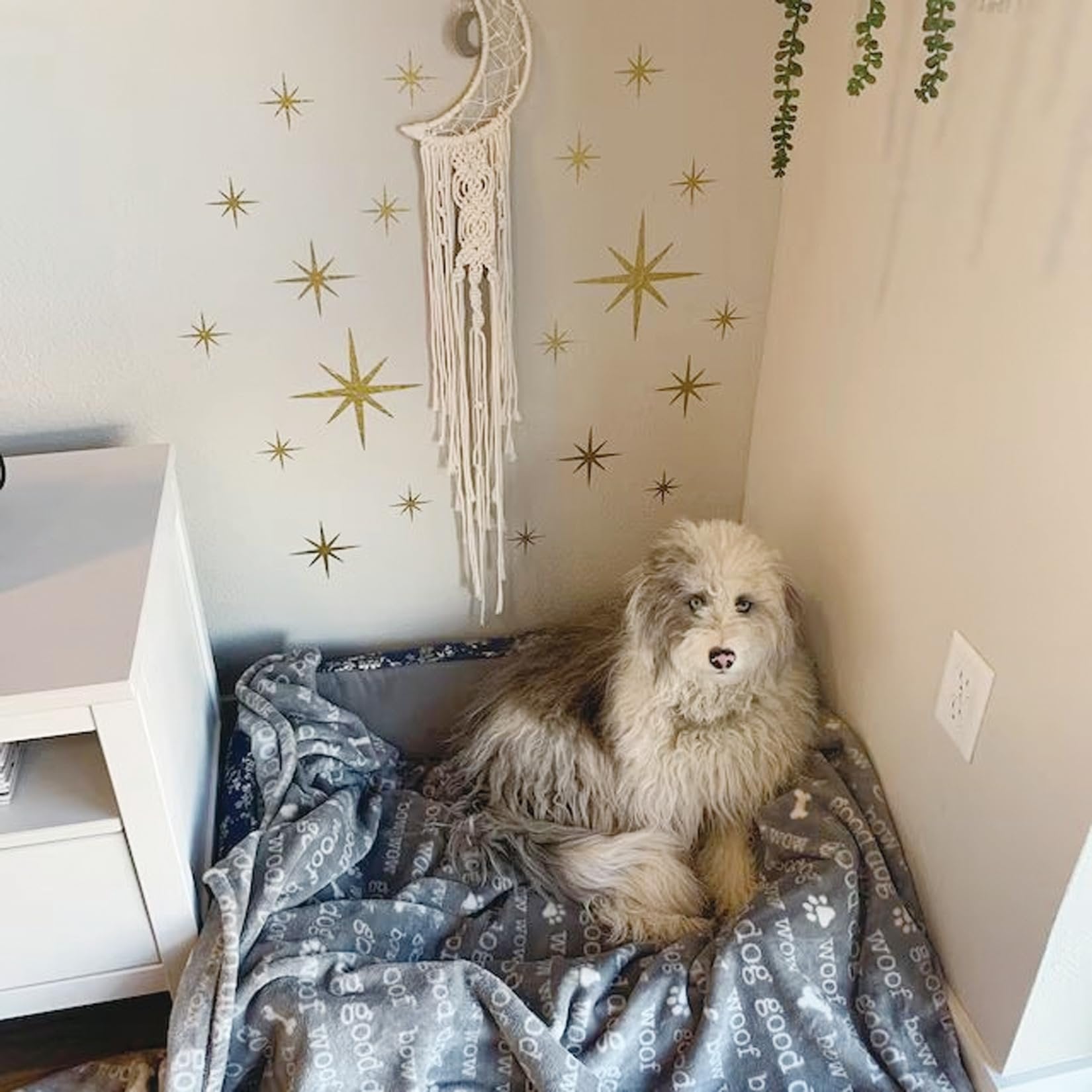 Fluffy dog sitting on a blanket in a corner decorated with star decals and a macrame moon hanging on the wall.