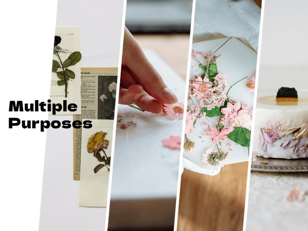 Collage of pressed flowers and dried leaves used for crafts and embellishments.