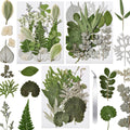 Assortment of 63 pressed and dried leaves and flowers in various green and white hues, some with intricate vein patterns, arranged on a white background.