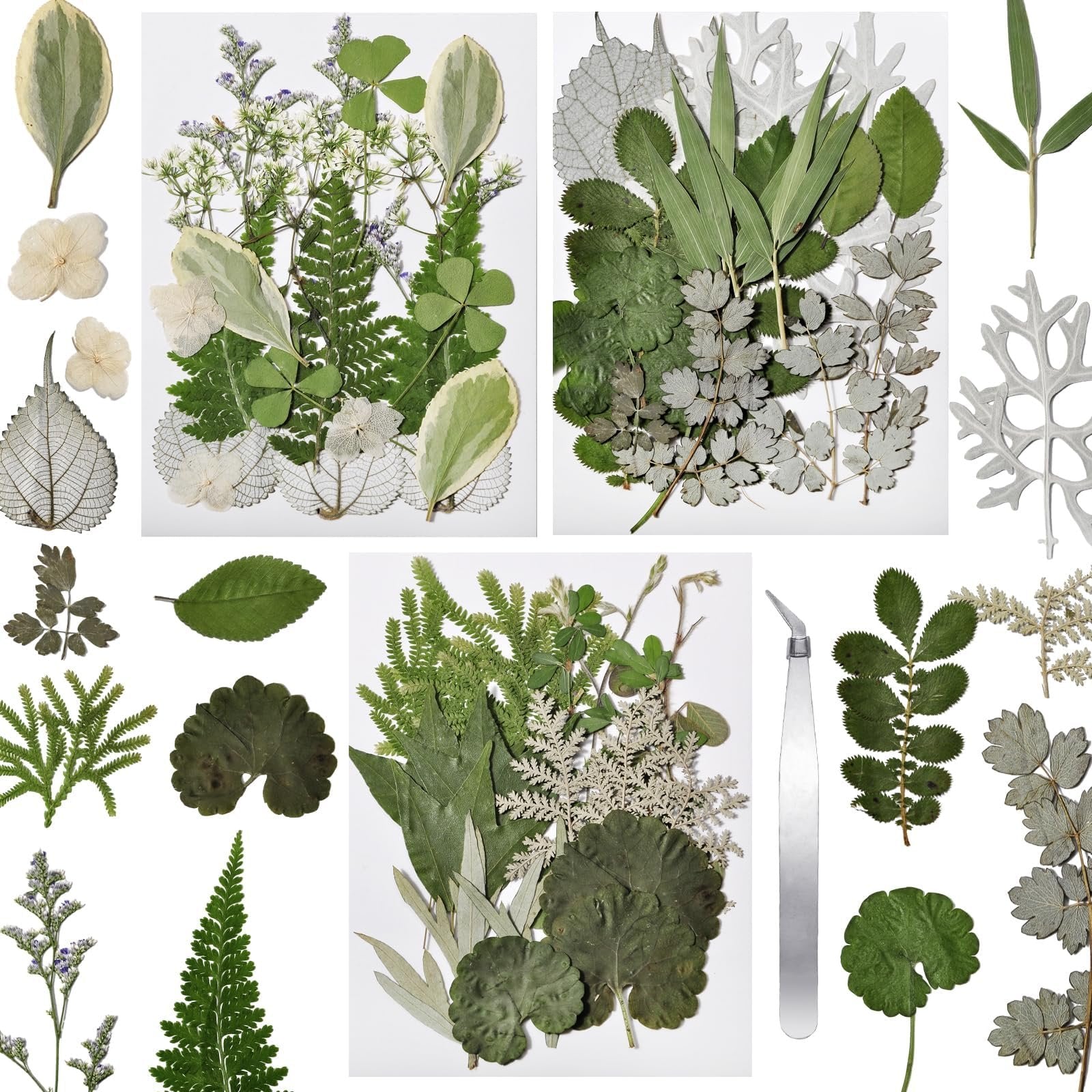 Assortment of 63 pressed and dried leaves and flowers in various green and white hues, some with intricate vein patterns, arranged on a white background.