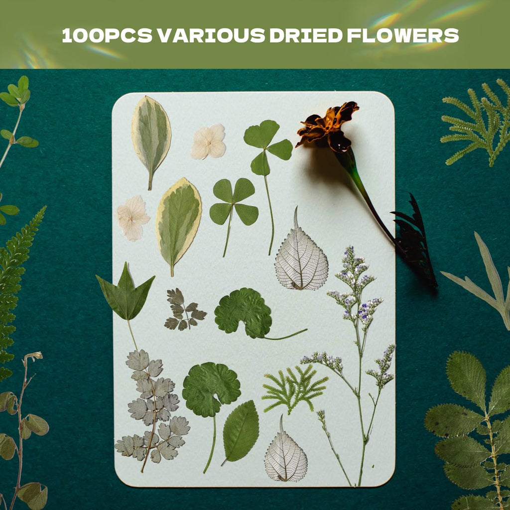 Assortment of pressed leaves and dried flowers arranged on a light surface with a dark green background.
