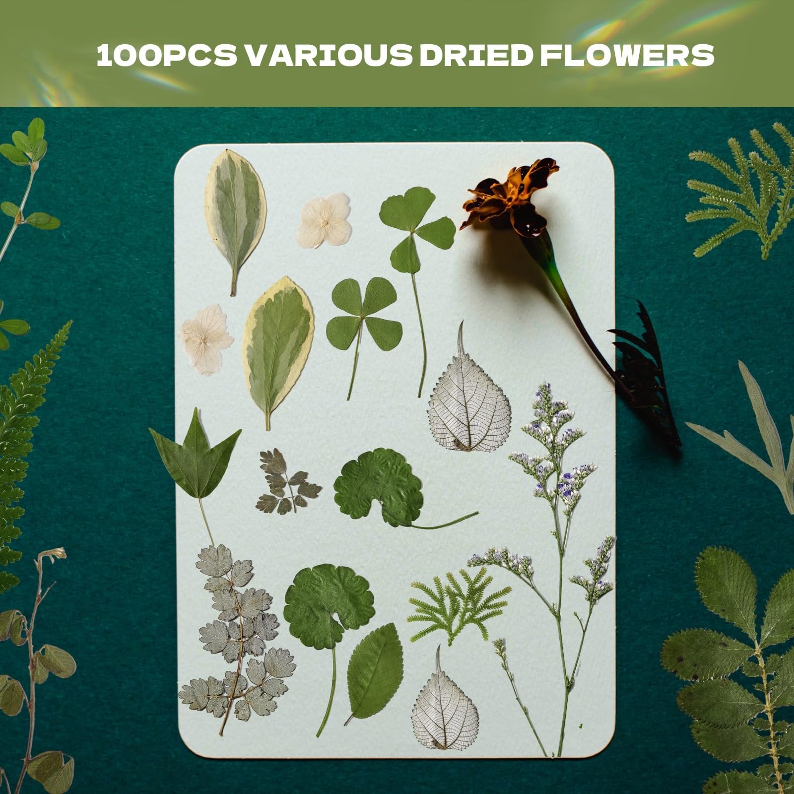 Assortment of pressed leaves and dried flowers arranged on a light surface with a dark green background.
