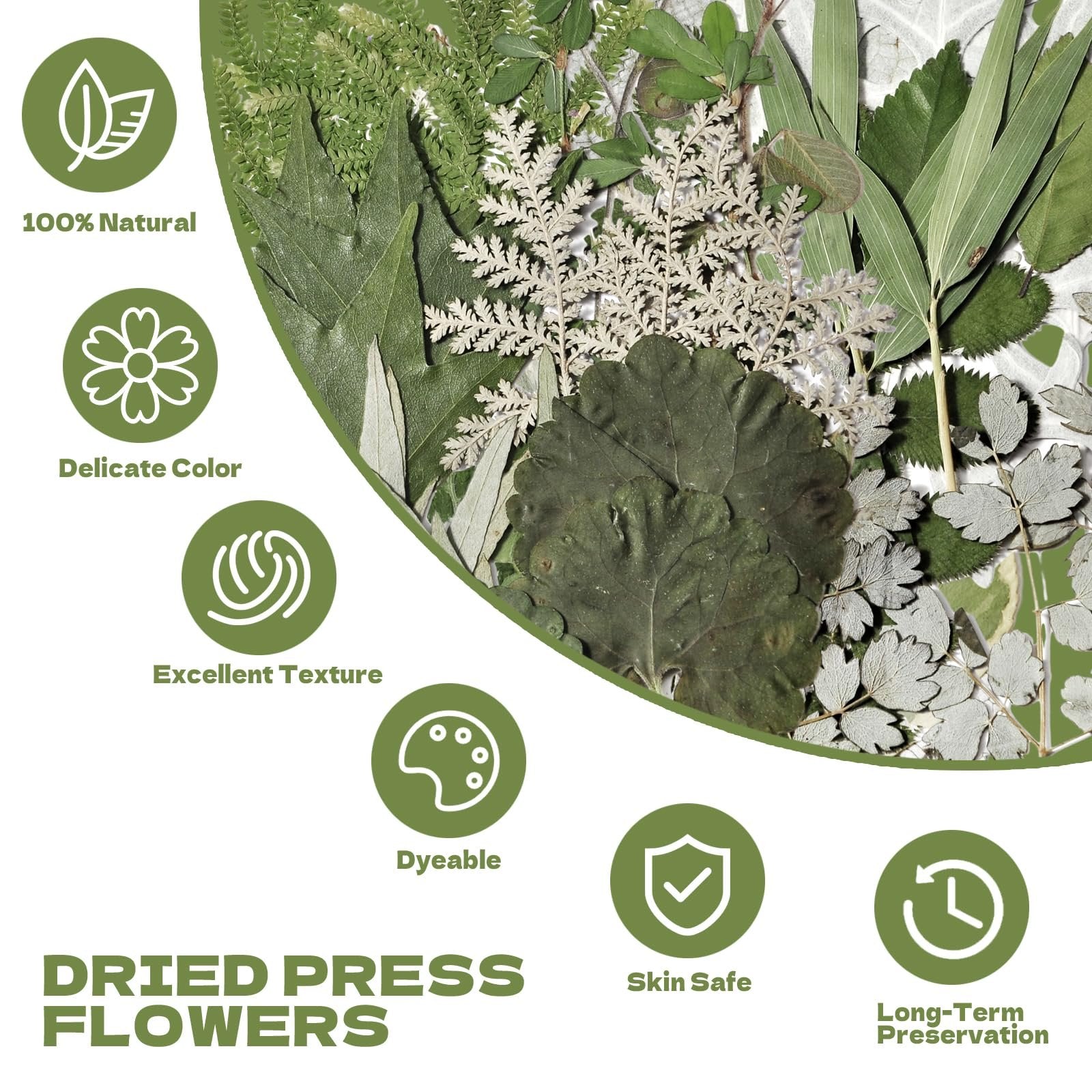 Assortment of dried pressed leaves and flowers with icons and text callouts for crafting