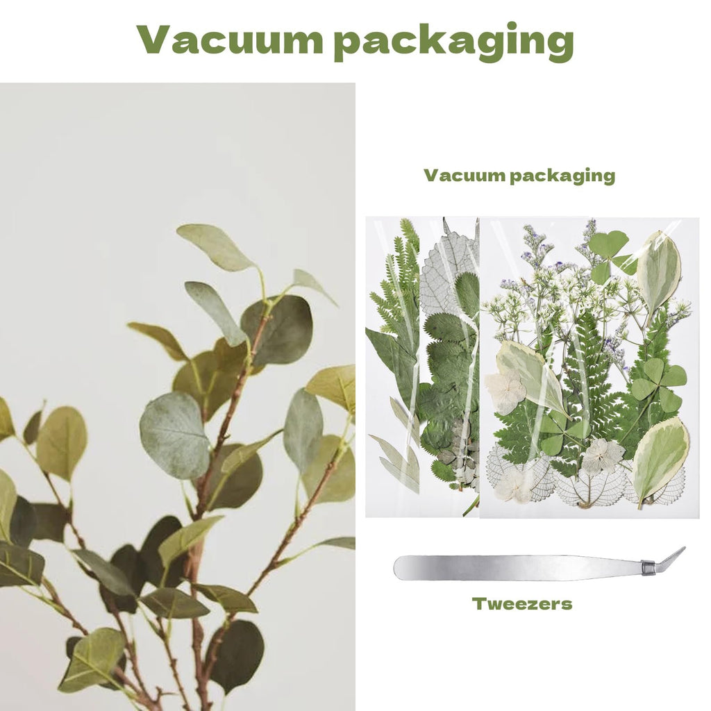Dried flowers and leaves in vacuum packaging with tweezers, alongside a branch with green leaves.