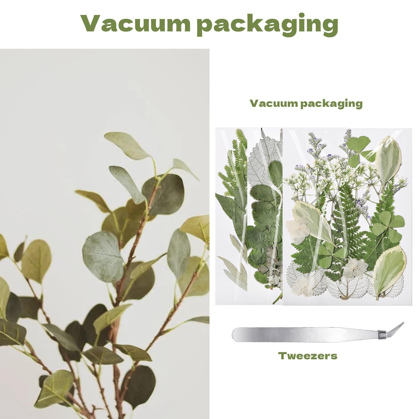 Dried flowers and leaves in vacuum packaging with tweezers, alongside a branch with green leaves.