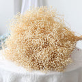 Bouquet of dried ivory white baby's breath flowers on a white textured surface