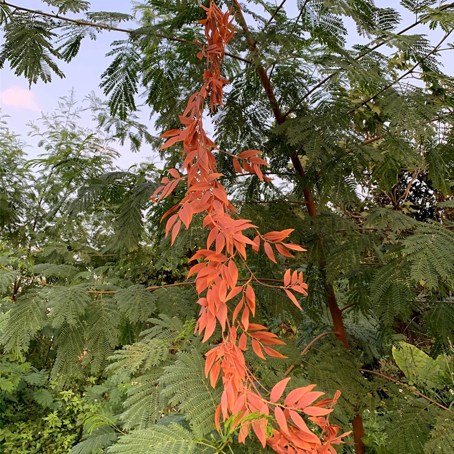 Artificial orange leaf garland draped on a tree branch with green foliage and sky in the background.
