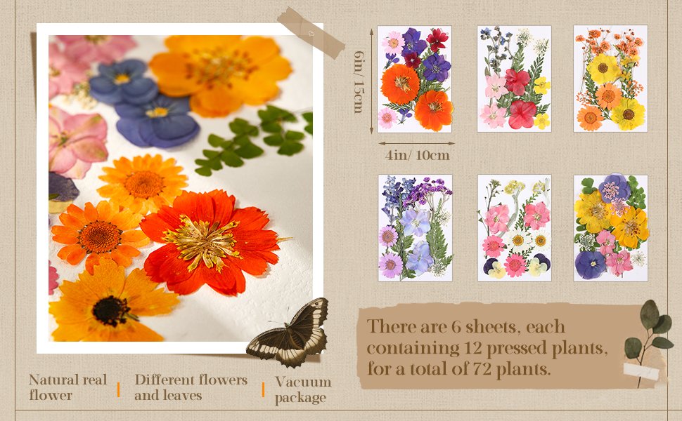 Assortment of colorful dried pressed flowers and leaves arranged on a white surface, with a butterfly illustration. Six small cards with pressed flowers are shown to the right, with dimensions indicated.