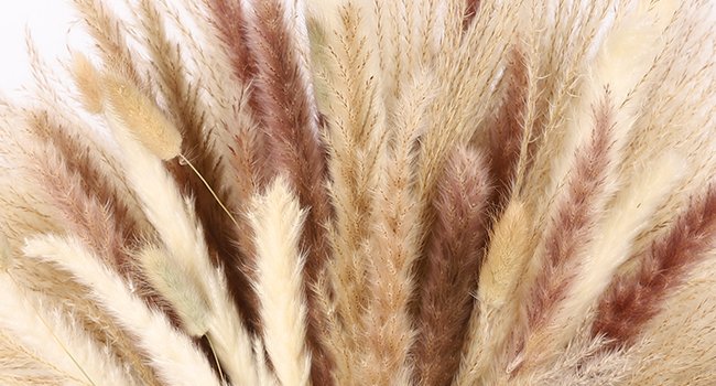 Close-up of a bundle of dried pampas grass stems in various natural colors including white, beige, and brown.