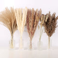 Five bunches of dried pampas grass in various natural colors displayed in clear glass vases against a white background.