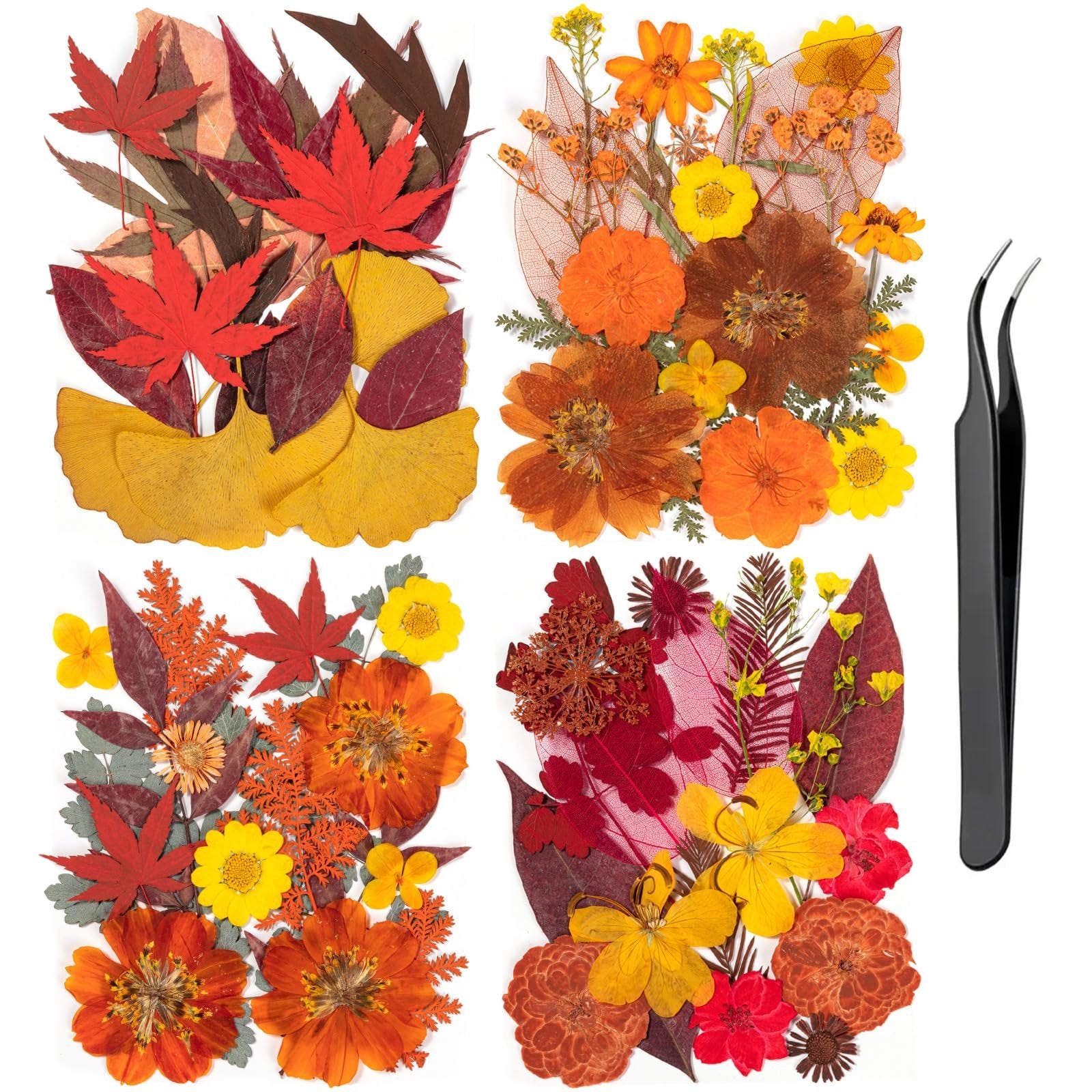 Set of dried pressed flowers and leaves in fall colors with black tweezers on a white background.
