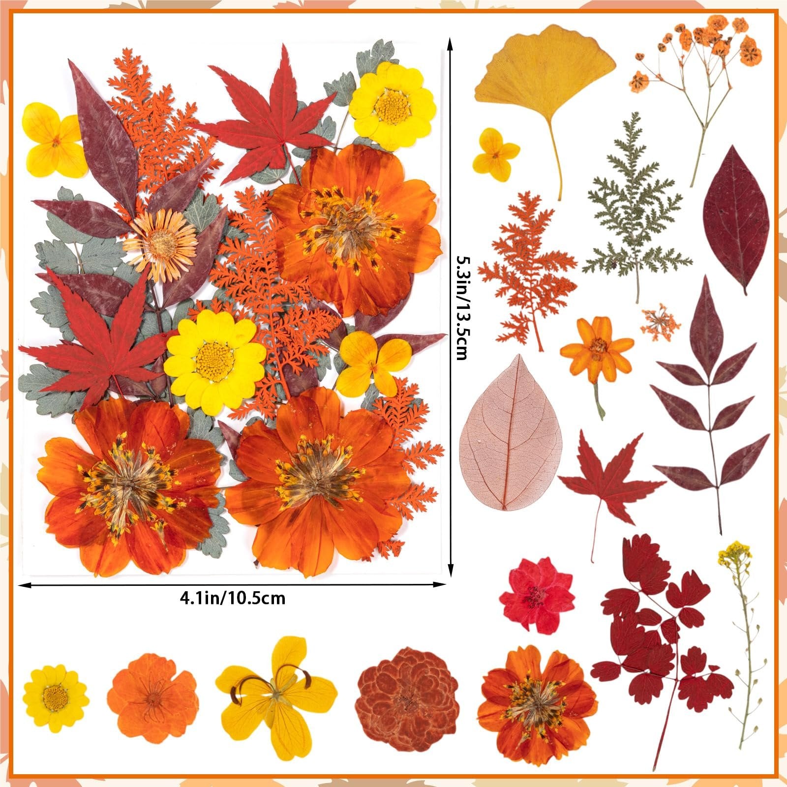 Assortment of dried pressed fall flowers and leaves in orange, yellow, and red hues, with size indicators.