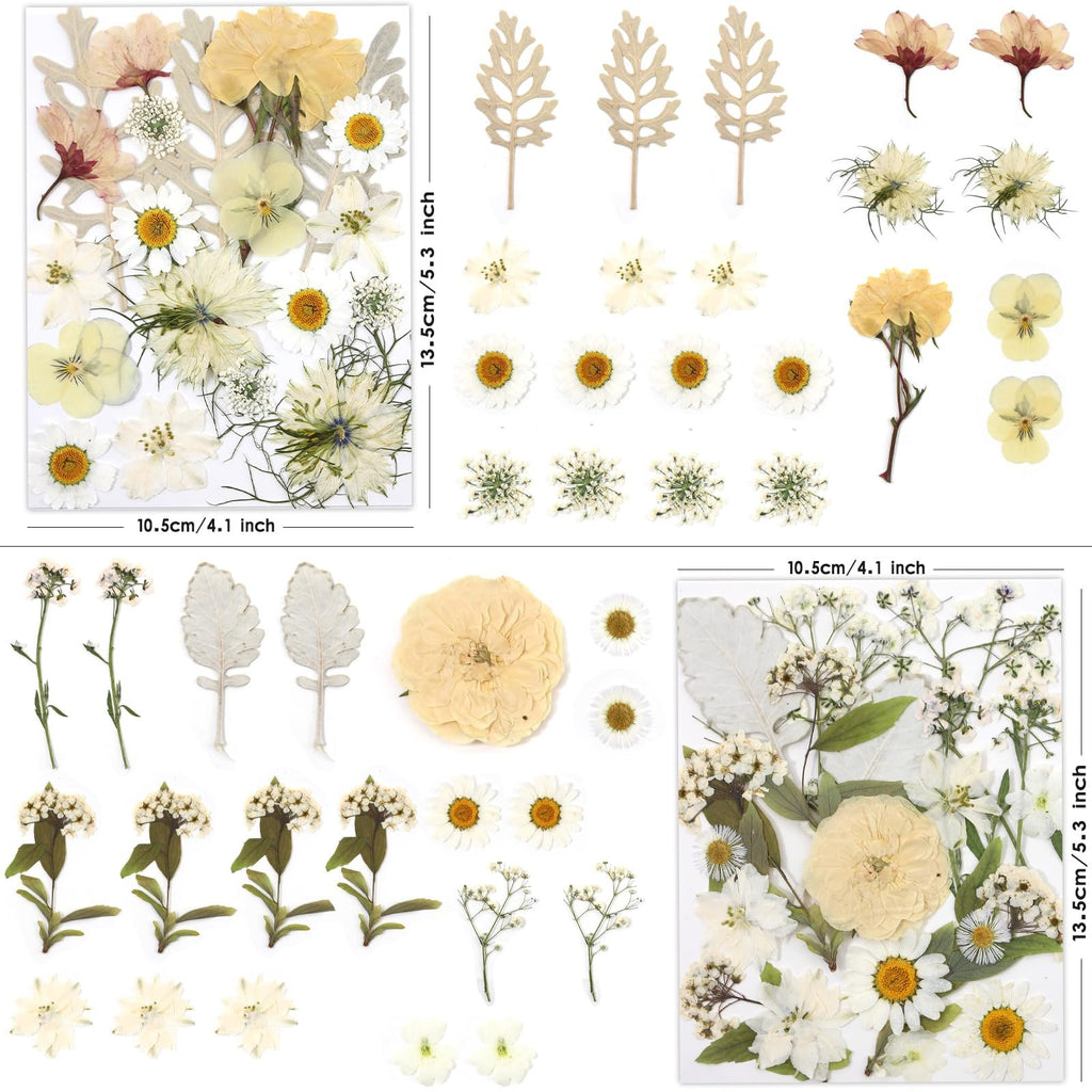 Assortment of dried pressed flowers and leaves in yellow, white, and pink tones, arranged on white backgrounds with dimensions indicated.