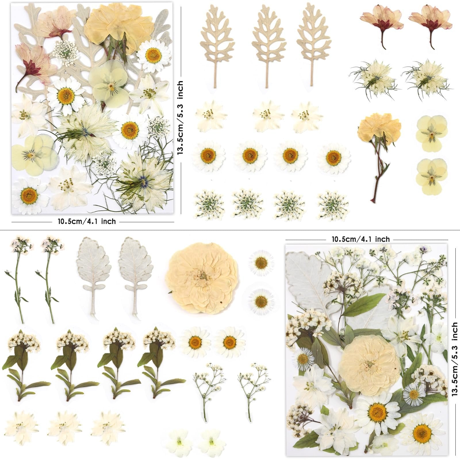Assortment of dried pressed flowers and leaves in yellow, white, and pink tones, arranged on white backgrounds with dimensions indicated.