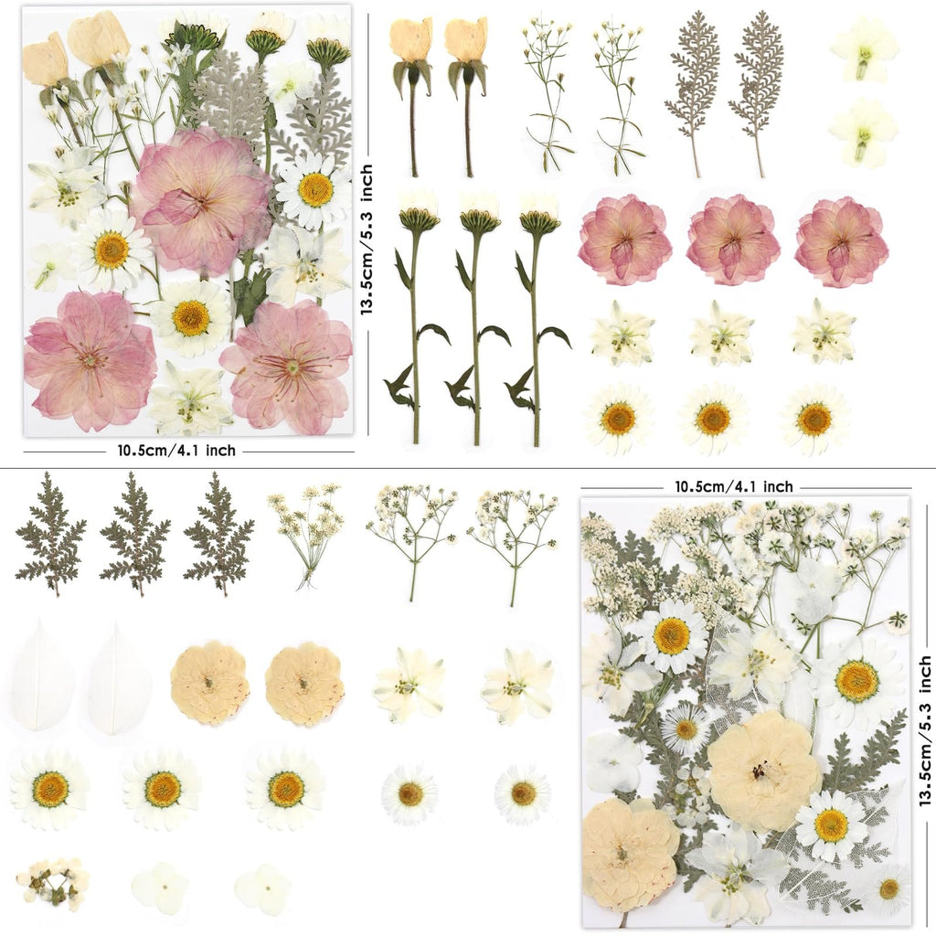 Assortment of dried pressed flowers in pink, yellow, and white tones, arranged in multiple sections with dimensions indicated.