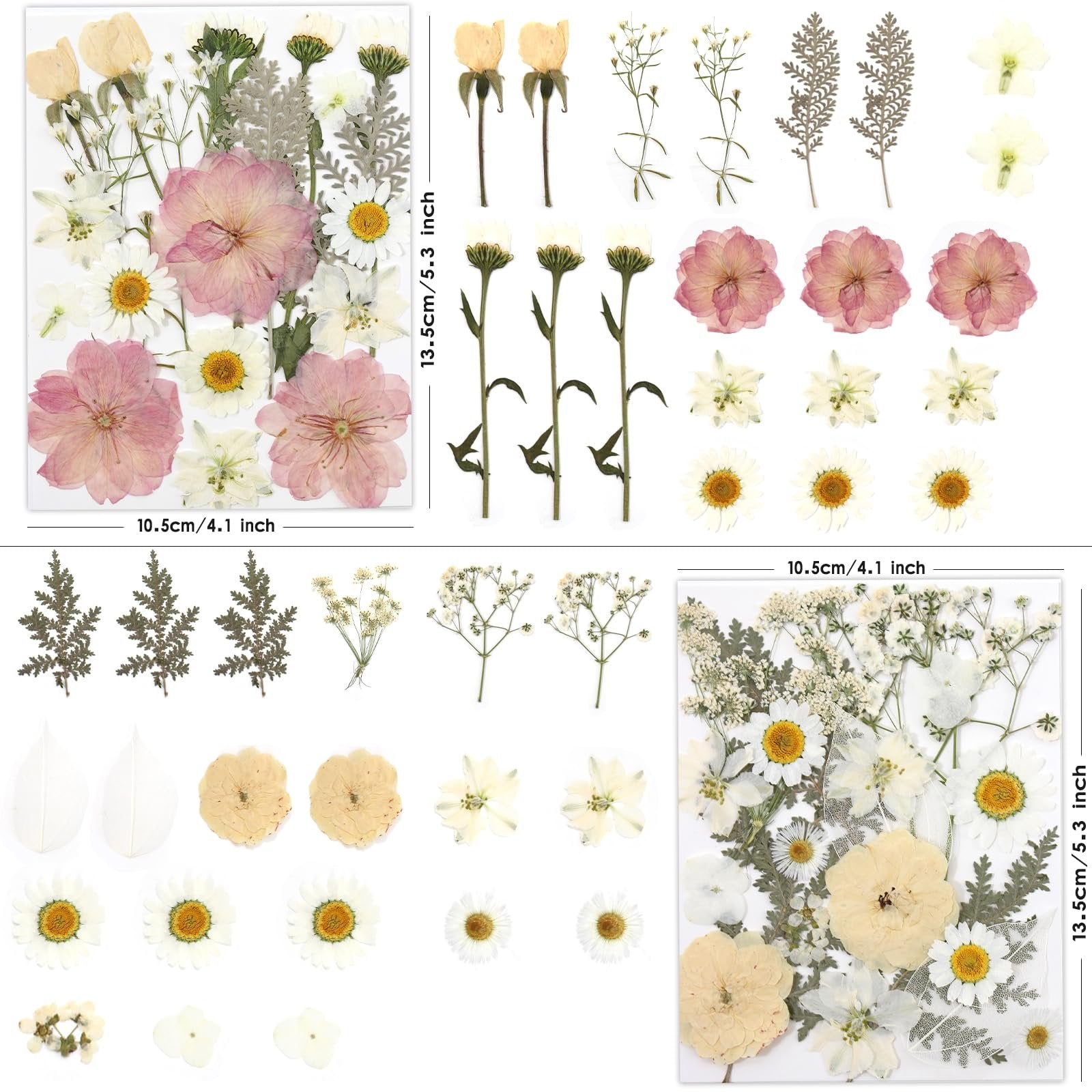 Assortment of dried pressed flowers in pink, yellow, and white tones, arranged in multiple sections with dimensions indicated.