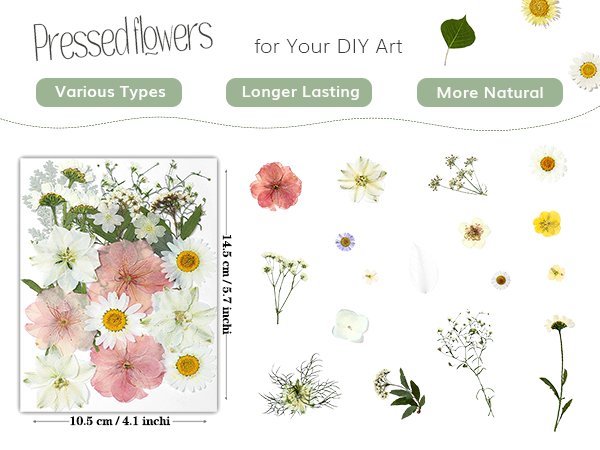 Collection of dried pressed flowers and leaves in various colors and types, with dimensions shown.