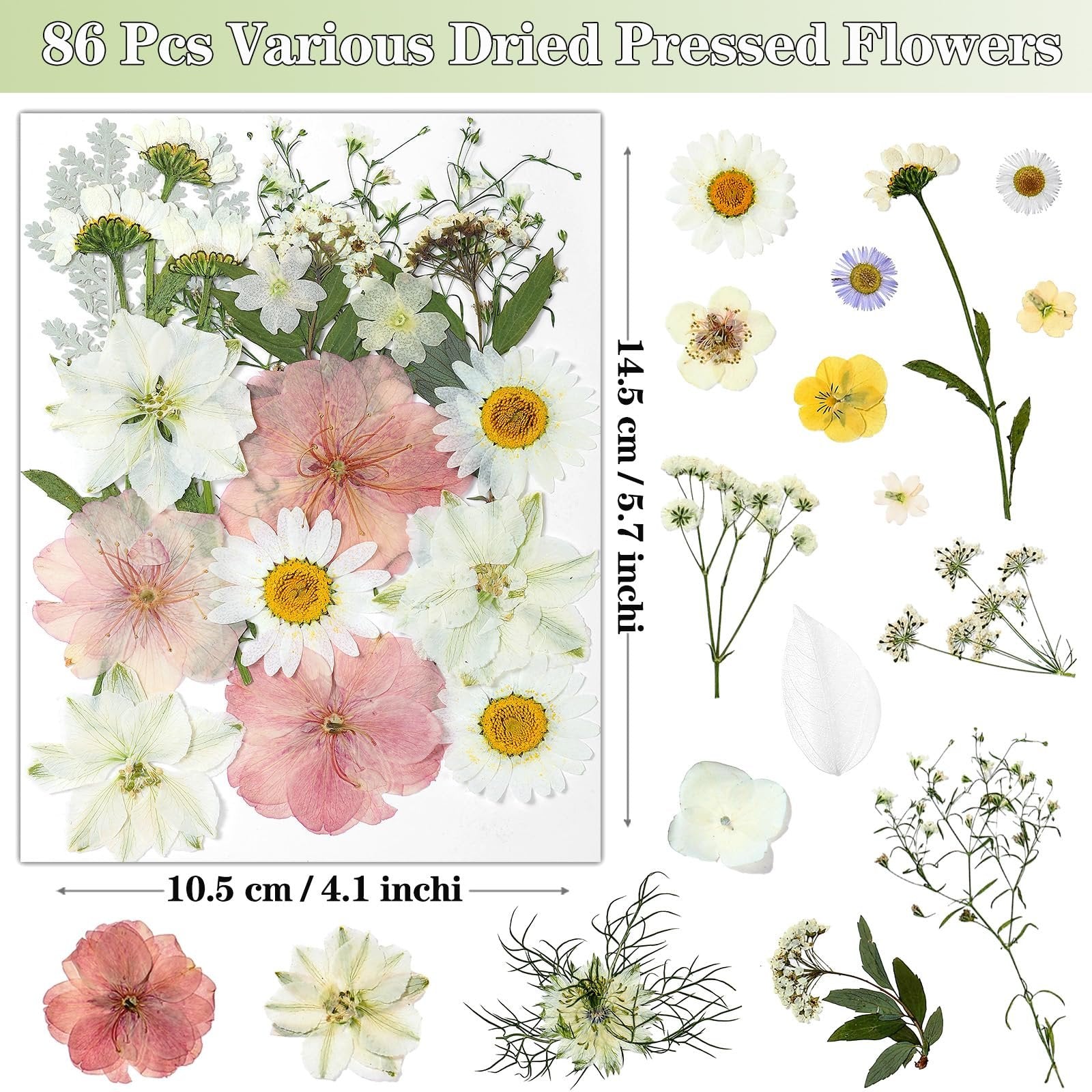 Collection of 86 dried pressed flowers and leaves in white, pink, and yellow tones, with dimensions indicated.