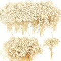 Three bunches of ivory white dried baby's breath flowers against a white background.
