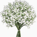 Bundle of artificial white baby's breath flowers with green stems tied with a pink band, isolated on white.