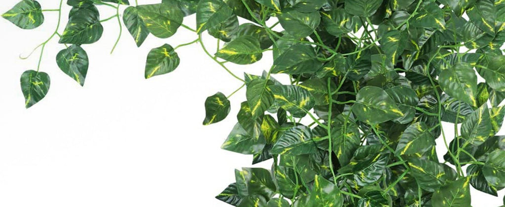Artificial ivy vines with green and yellow variegated leaves cascading against a white background.