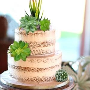 Two-tier naked cake decorated with artificial succulent plants, some on top and one on the side.