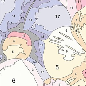 Close-up of numbered sections on a paint by numbers canvas showing abstract floral shapes in pastel colors.