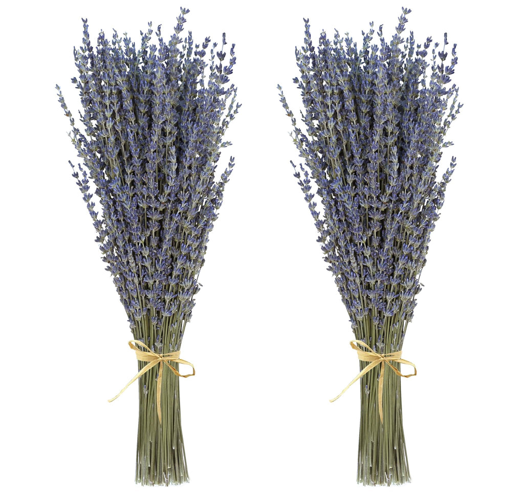 Two bunches of dried lavender tied with twine, presented against a white background.