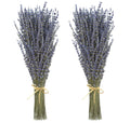 Two bunches of dried lavender tied with twine, presented against a white background.