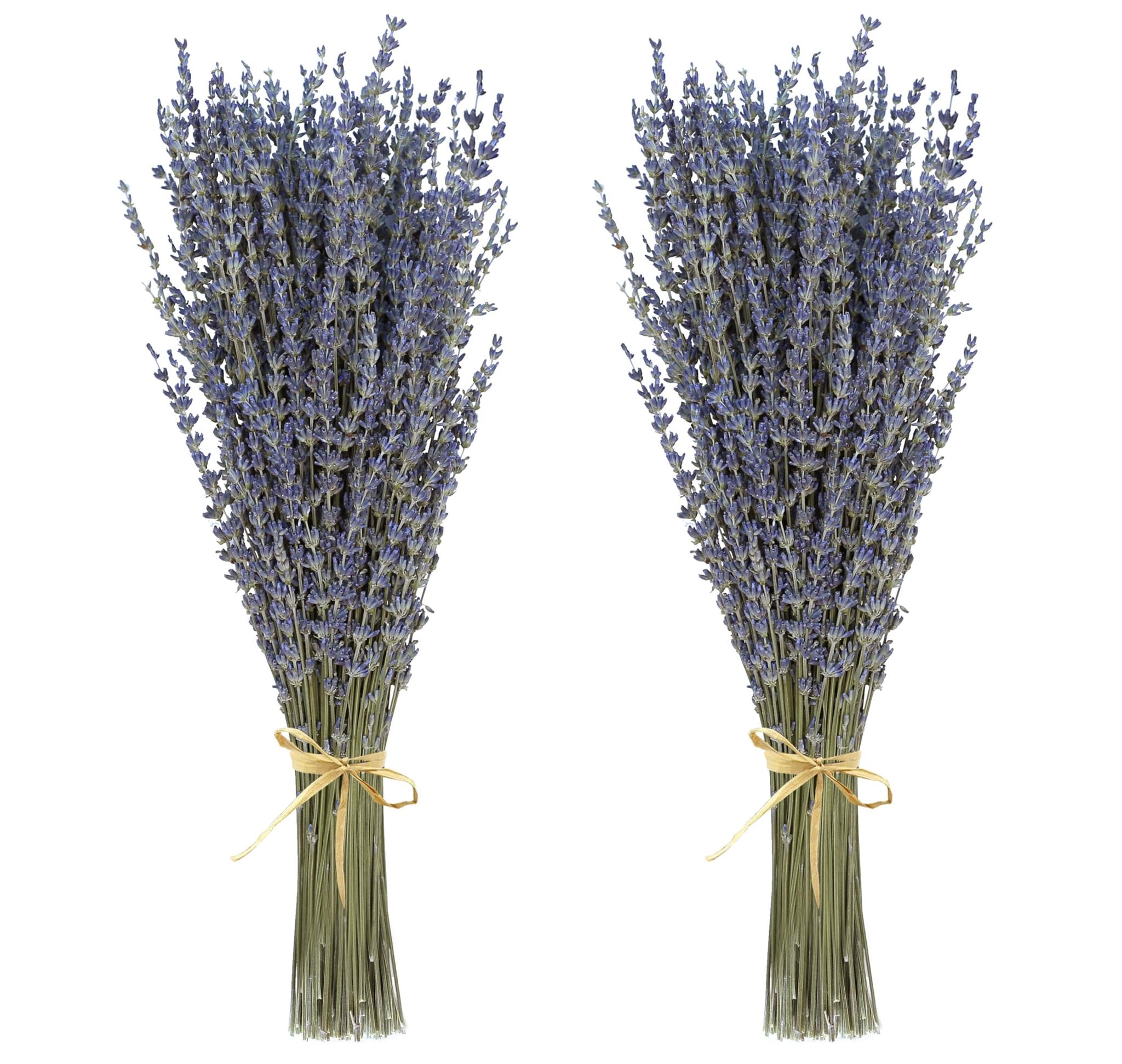 Two bunches of dried lavender tied with twine, presented against a white background.