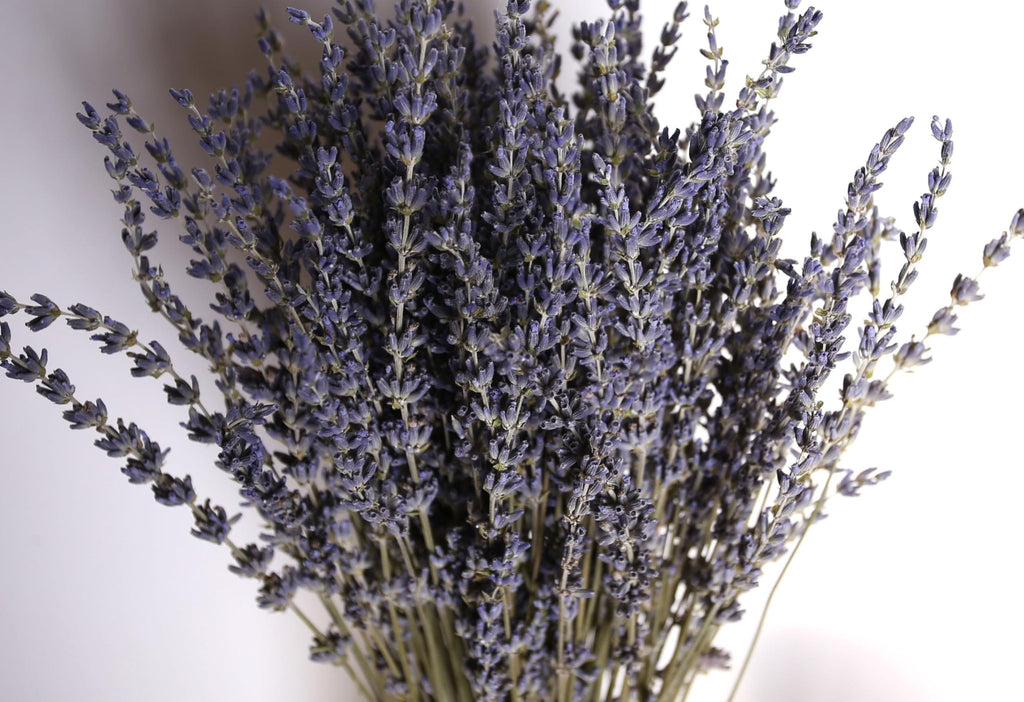 Close-up of a large bunch of dried lavender stems with purple buds against a white background.