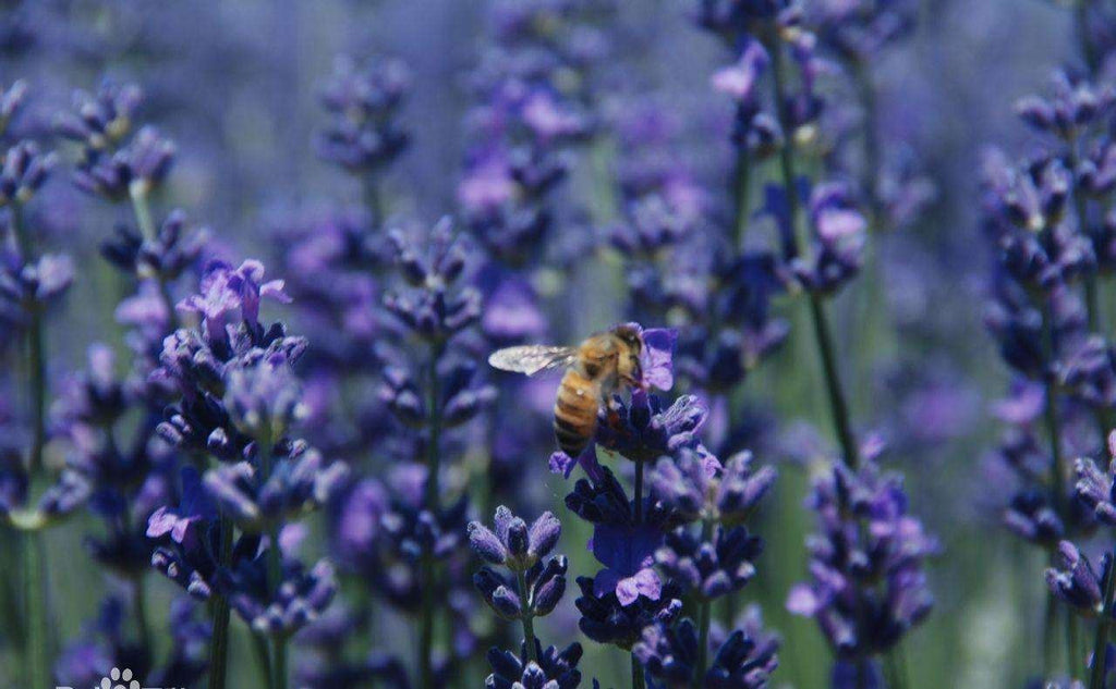 Close-up of a bee on a lavender flower in a field of purple lavender.