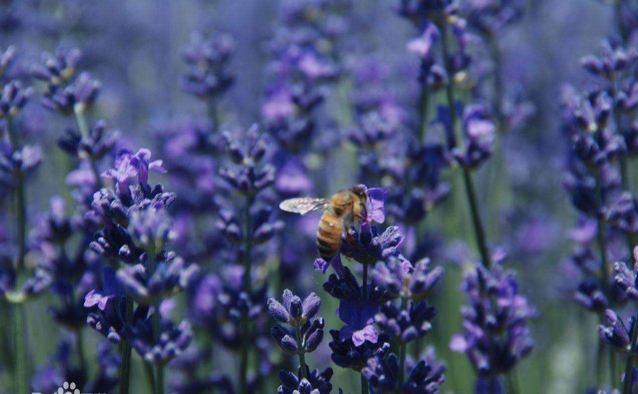 Close-up of a bee on a lavender flower in a field of purple lavender.
