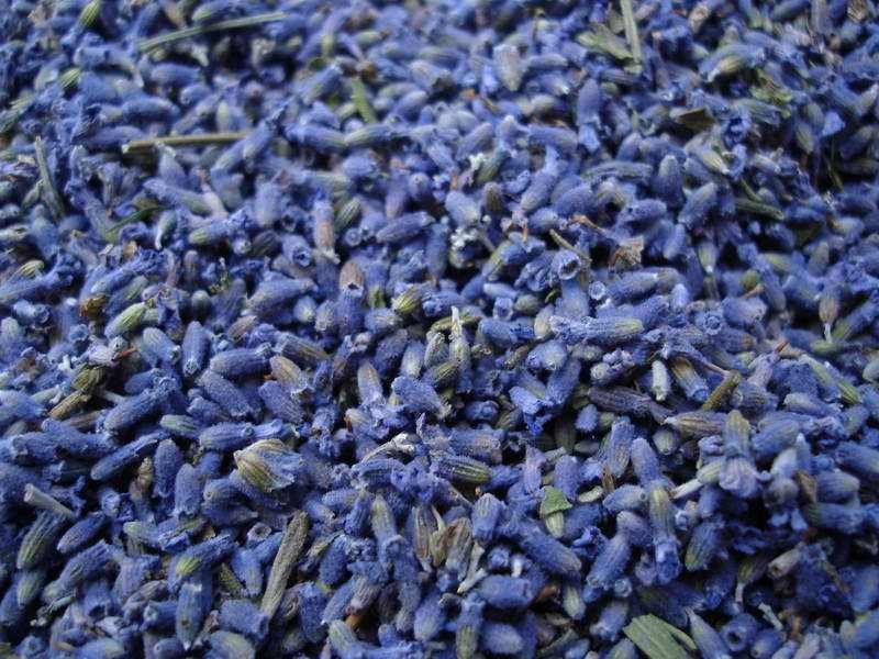 Close-up of dried blue lavender buds with some green stems visible.