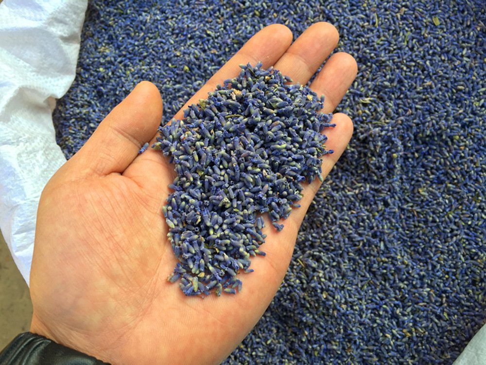 Hand holding dried lavender buds over a large pile of lavender flowers.