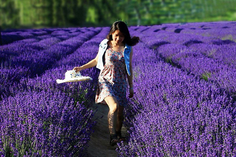 Woman walking through a lavender field holding a straw hat