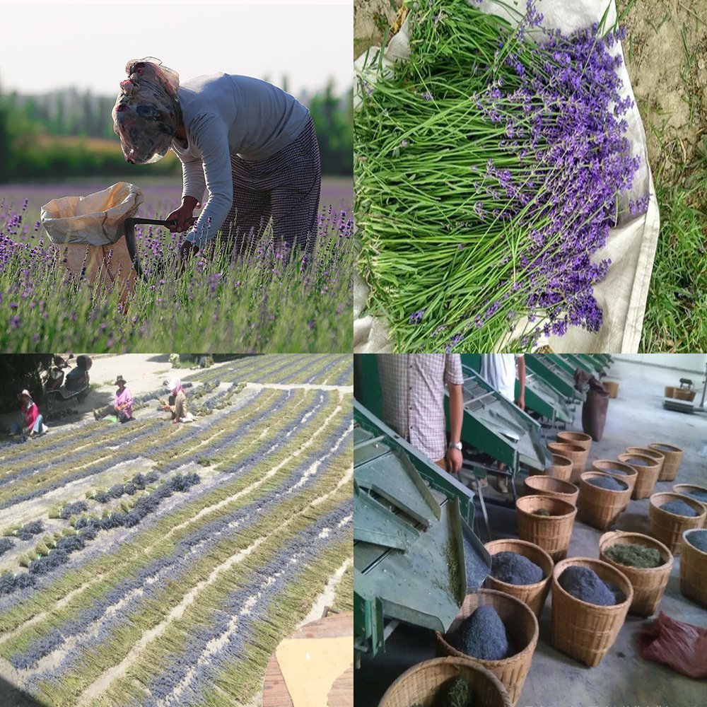 Collage of lavender harvesting and processing: woman picking lavender, fresh lavender stems, lavender drying in fields, and lavender buds in baskets.