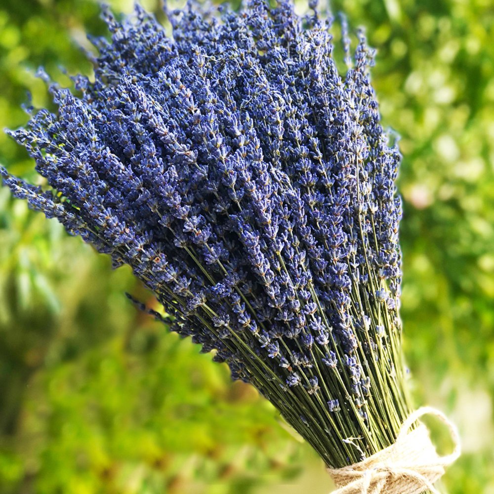 Bouquet of dried ultra blue lavender stems tied with twine, with a blurred green background.