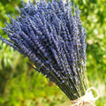 Bouquet of dried ultra blue lavender stems tied with twine, with a blurred green background.