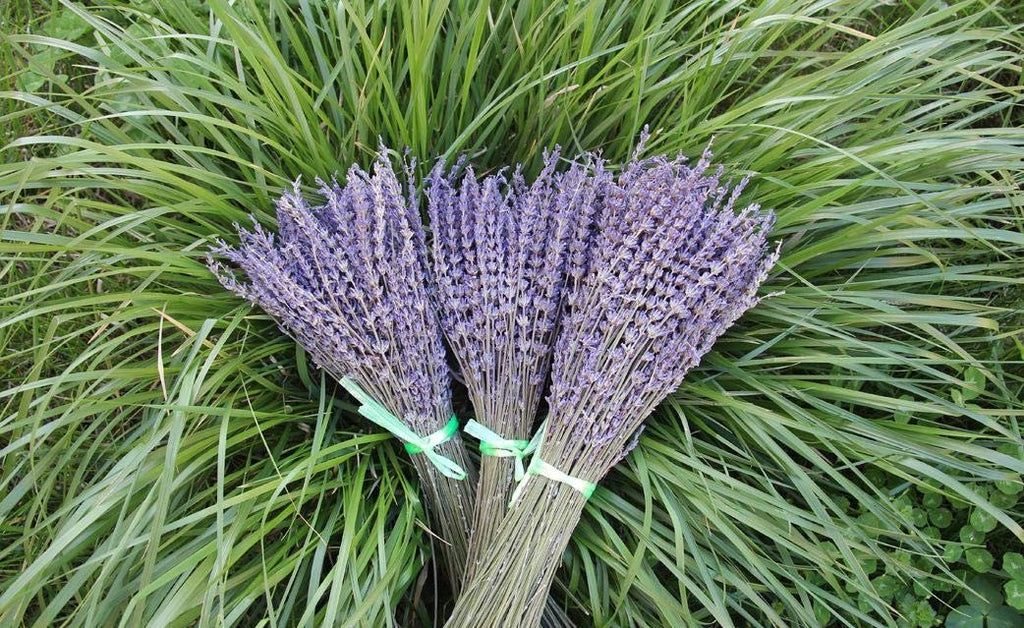 Three bundles of dried ultra blue lavender stems laid on green grass.