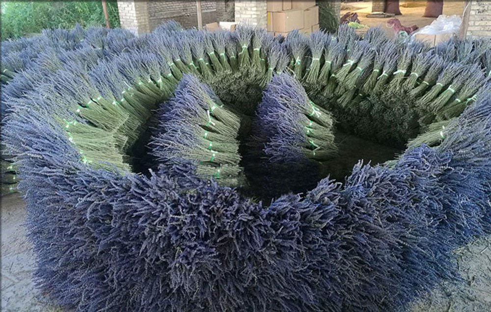 Bundles of dried lavender with green stems tied with green string, arranged in a circular pattern.
