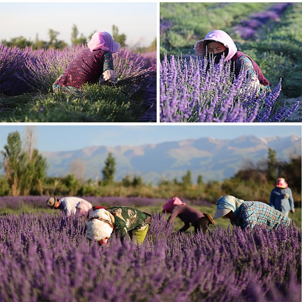 People harvesting lavender in a field under a clear sky with mountains in the background.