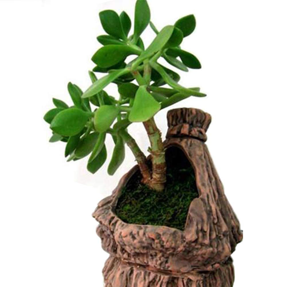 Succulent plant in a decorative tree stump planter with moss