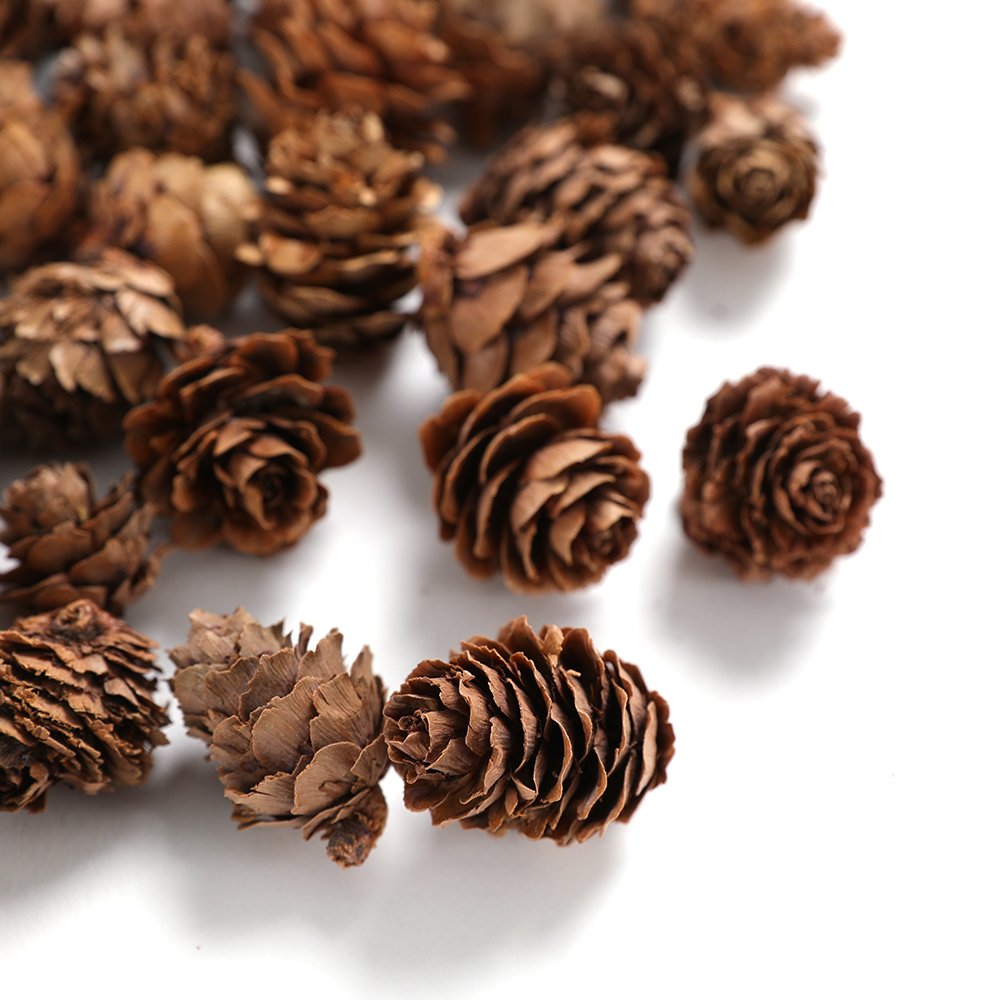 A pile of small, natural brown pine cones scattered on a white background, viewed from a slightly elevated angle.