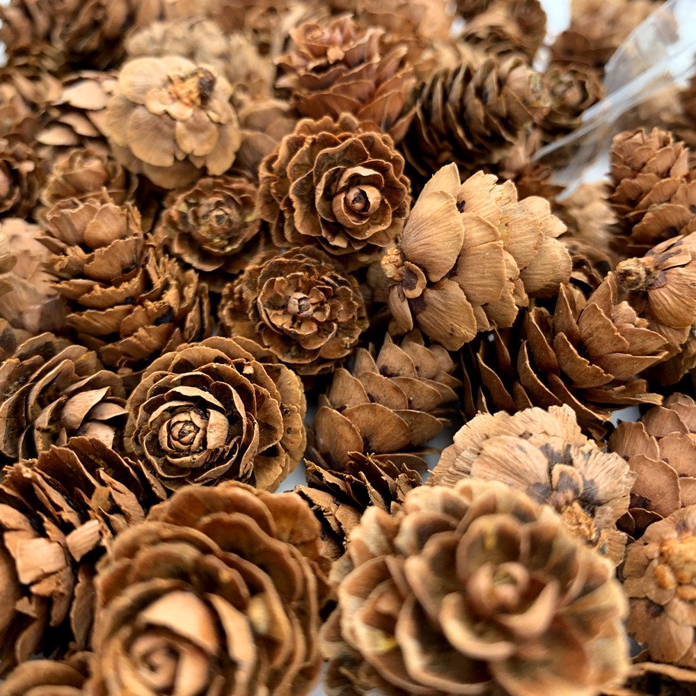 Close-up overhead view of a pile of small, natural brown pine cones, varying in size and shape.