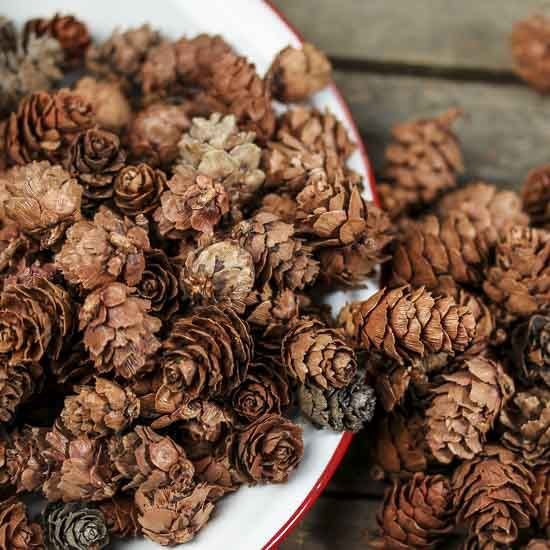 Close-up of small natural pine cones spilling from a white bowl onto a wooden surface.