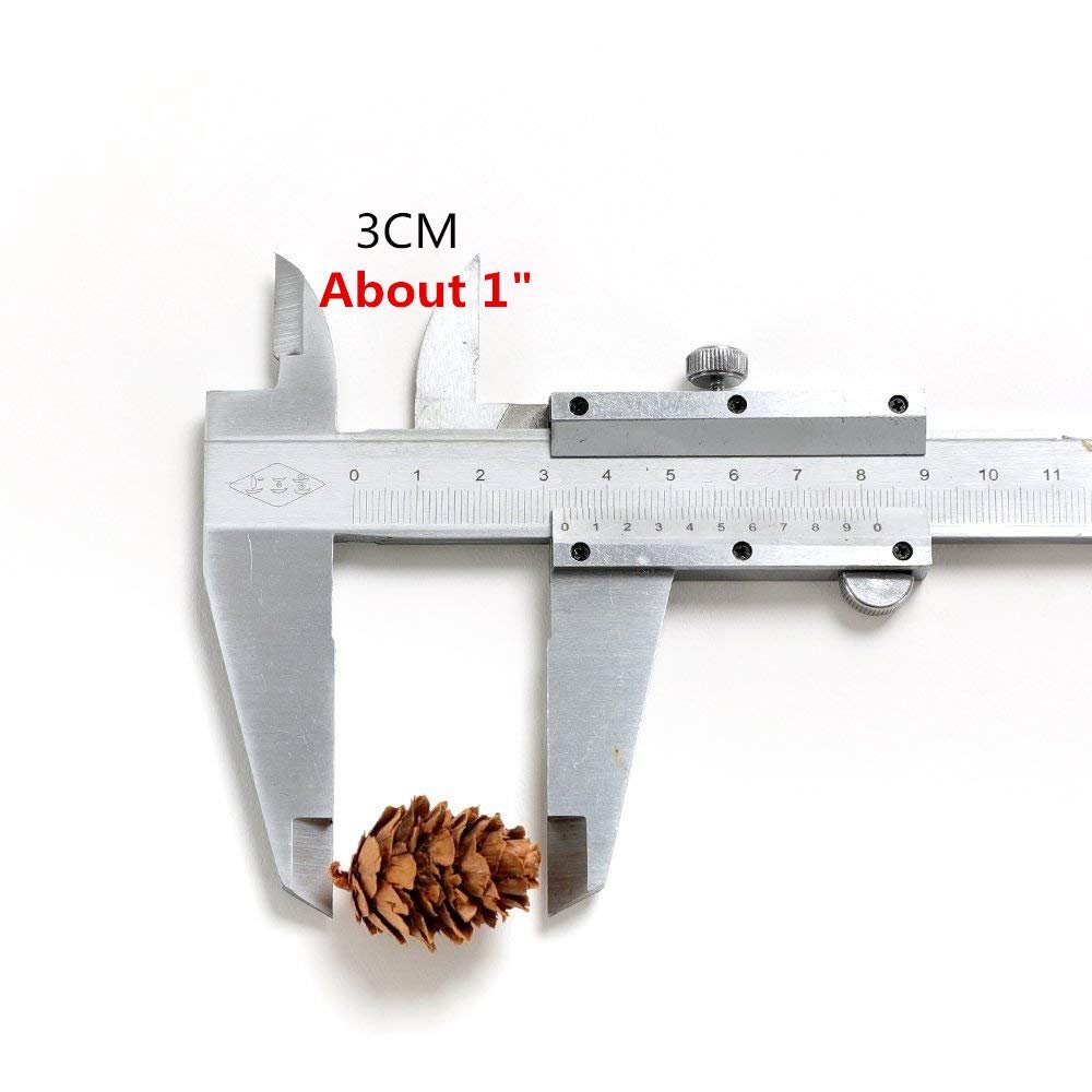 Small pine cone being measured by a caliper, showing approximately 1 inch in size.