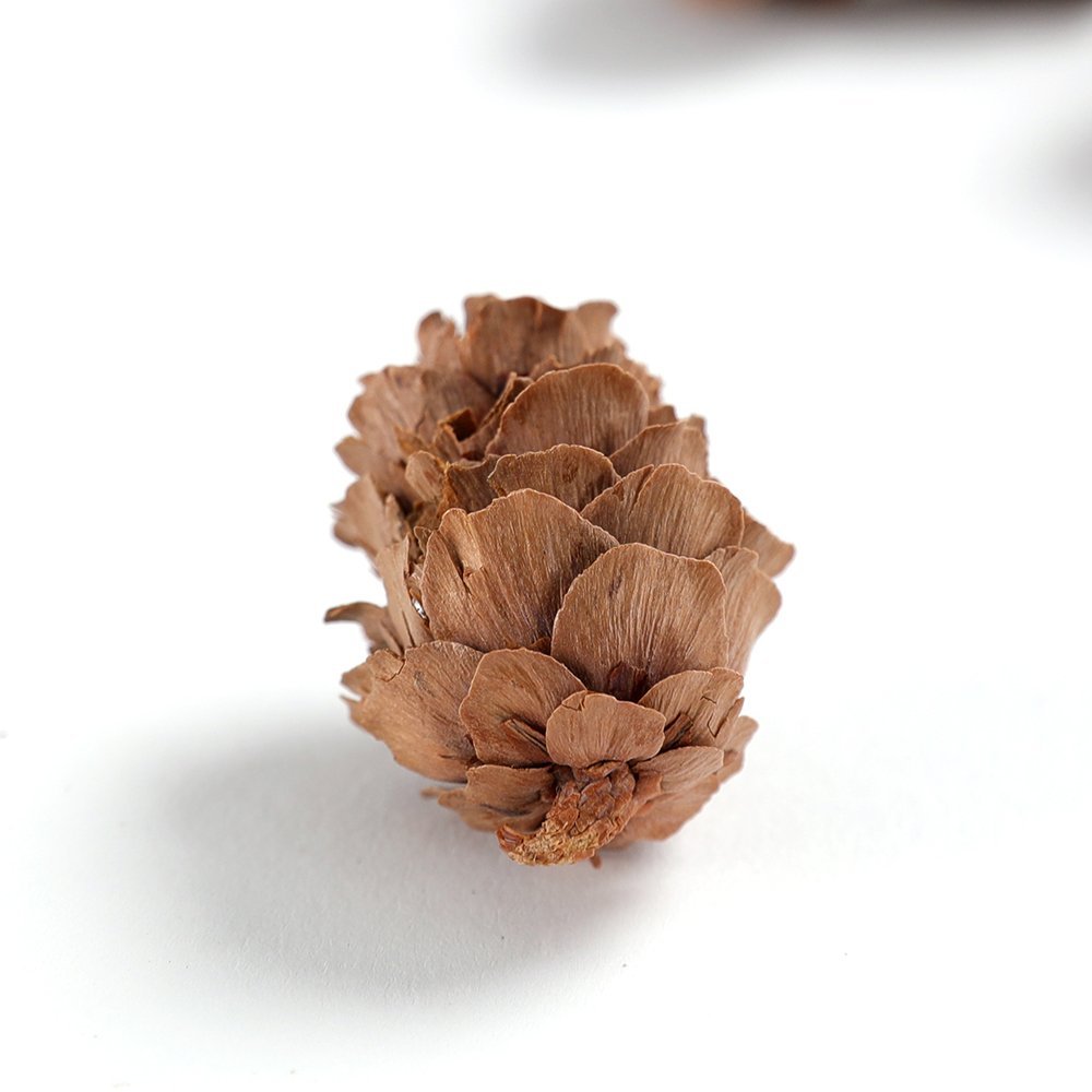 Close-up of a single small natural pine cone on a white background.