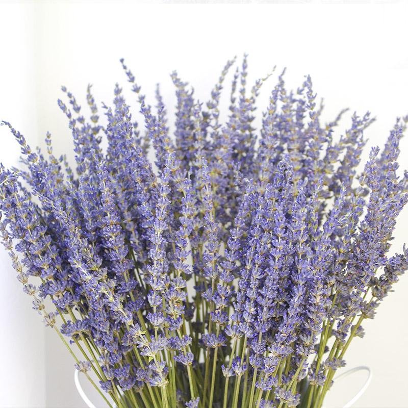 Close-up of a large bouquet of dried lavender stems with purple flowers and green stalks, set against a white background.