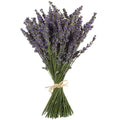 Bouquet of dried lavender stems tied with twine on a white background